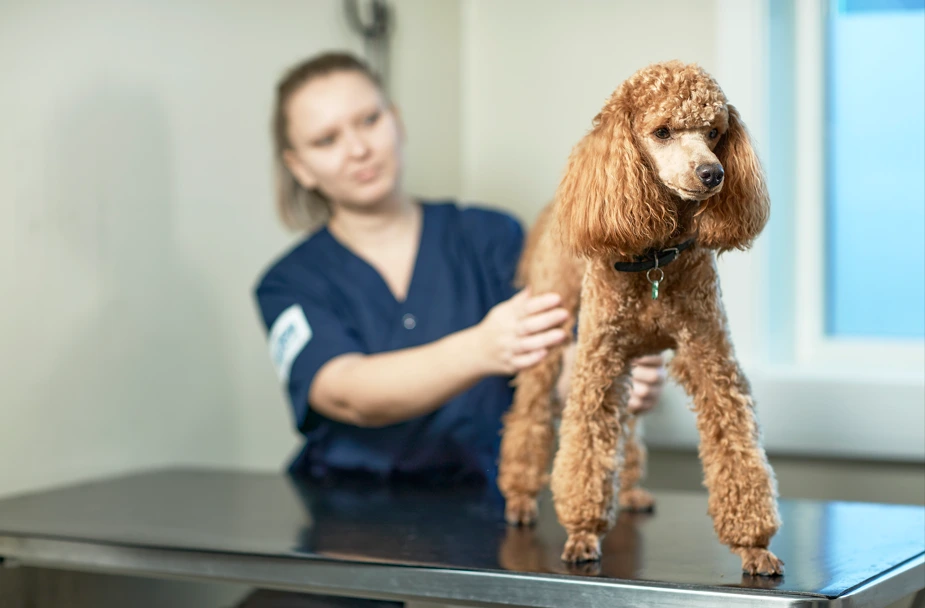 Slik tar du en urinprøve av hund og katt