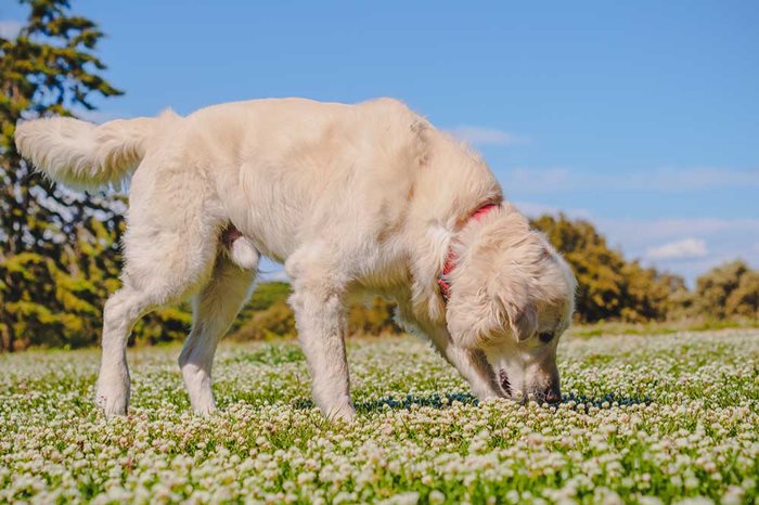 Hund snuser etter godbiter