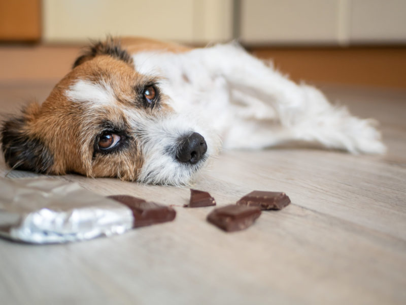 Hund ligger på gulvet med sjokolade foran seg