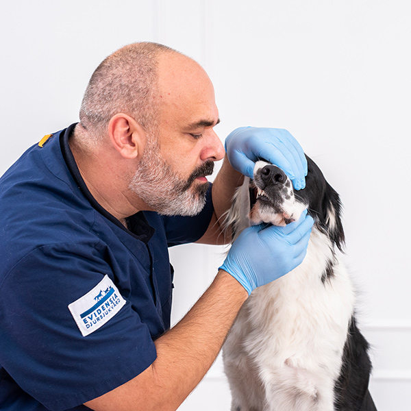 Veterinæren tipser om hvordan du gjennomfører en ukentlig sjekk av munnhule og tenner på din hund
