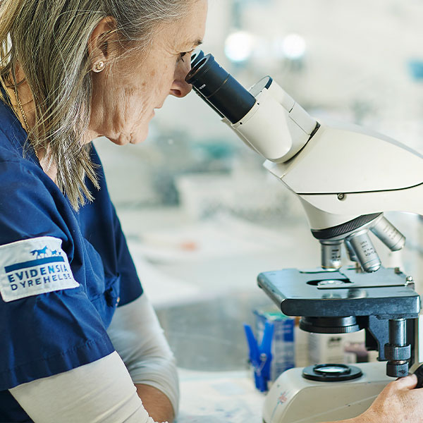 Veterinær ser i mikroskop
