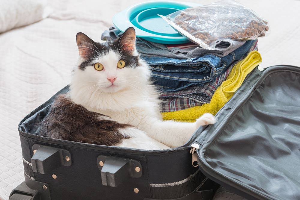 Reise med katt – slik gjør du reisen behagelig