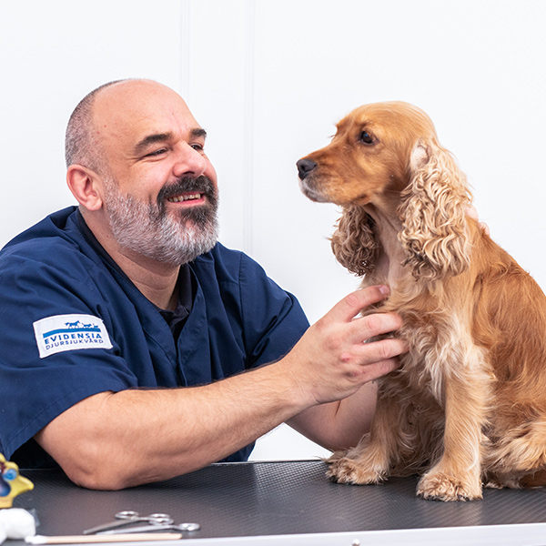 Veterinæren tipser om hvordan du gjennomfører en ukentlig sjekk av hud og ører på din hund