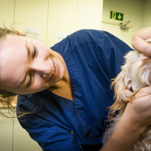 Evidensias tannskole for hund - avsnitt 7