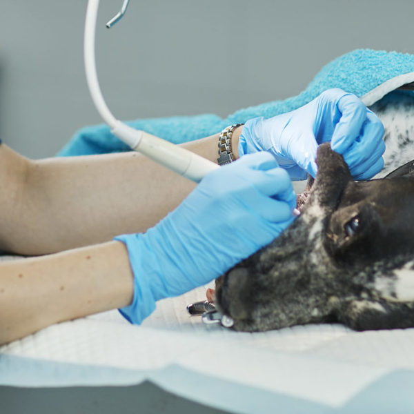 Evidensias tannskole for hund - avsnitt 5