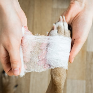Fakta om sår på hund