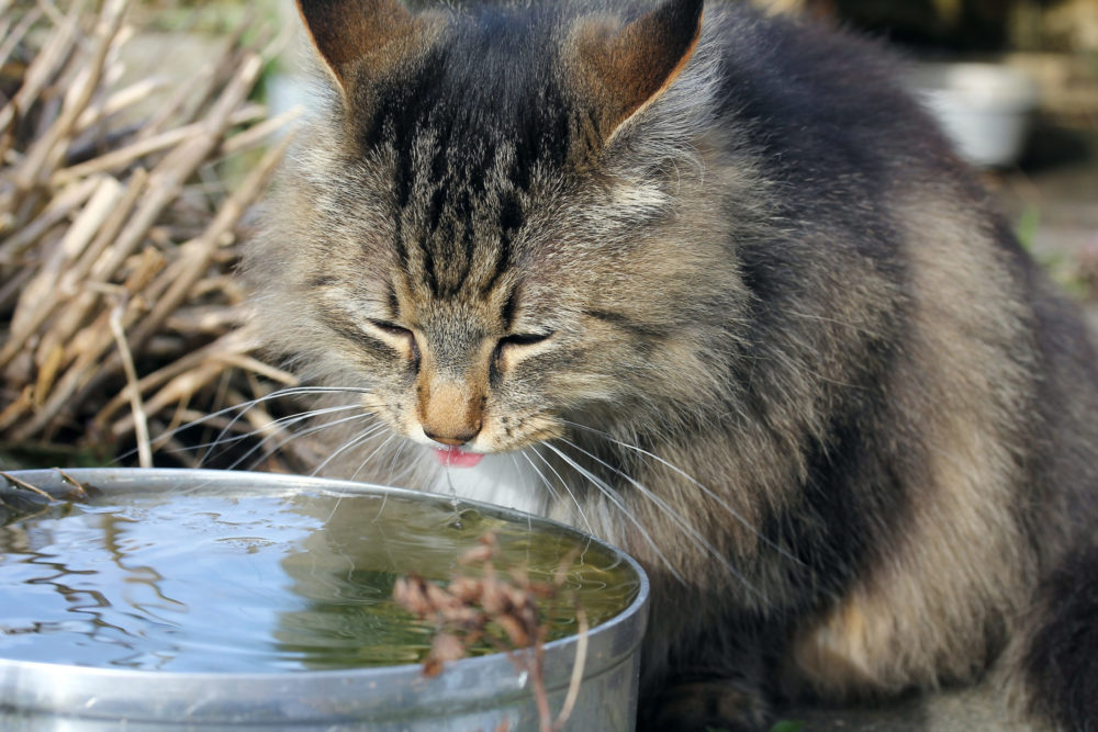 Høyt stoffskifte (hypertyreose) hos katt