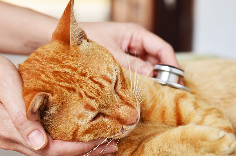 Glykolforgiftning (frostvæskeforgiftning) hos katt