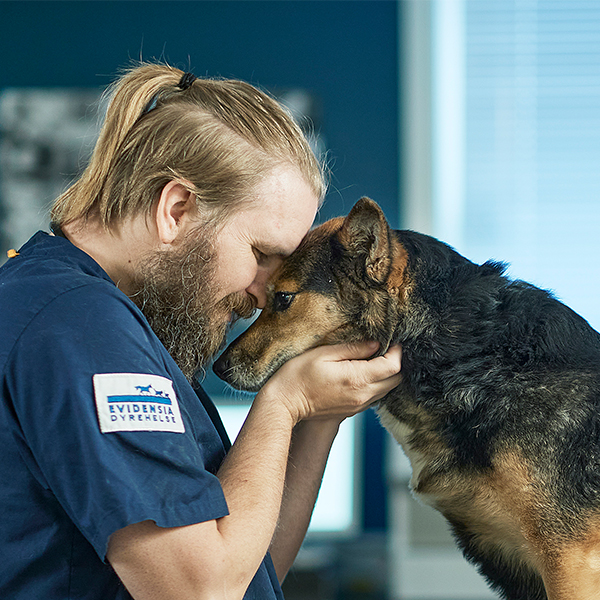 Veterinær koser med hund