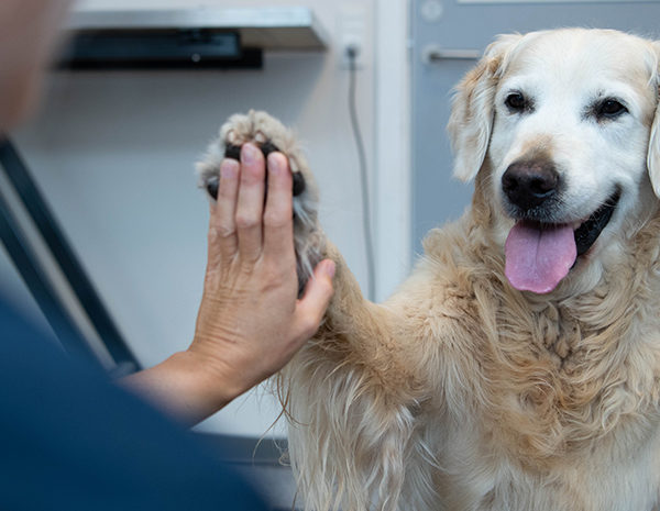 I Oslo har vi både små dyreklinikker og et stort dyresykehus med veterinær på vakt 24 timer i døgnet, hele året. 
