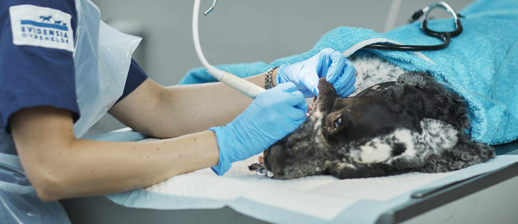 Evidensias tannskole for hund - avsnitt 5