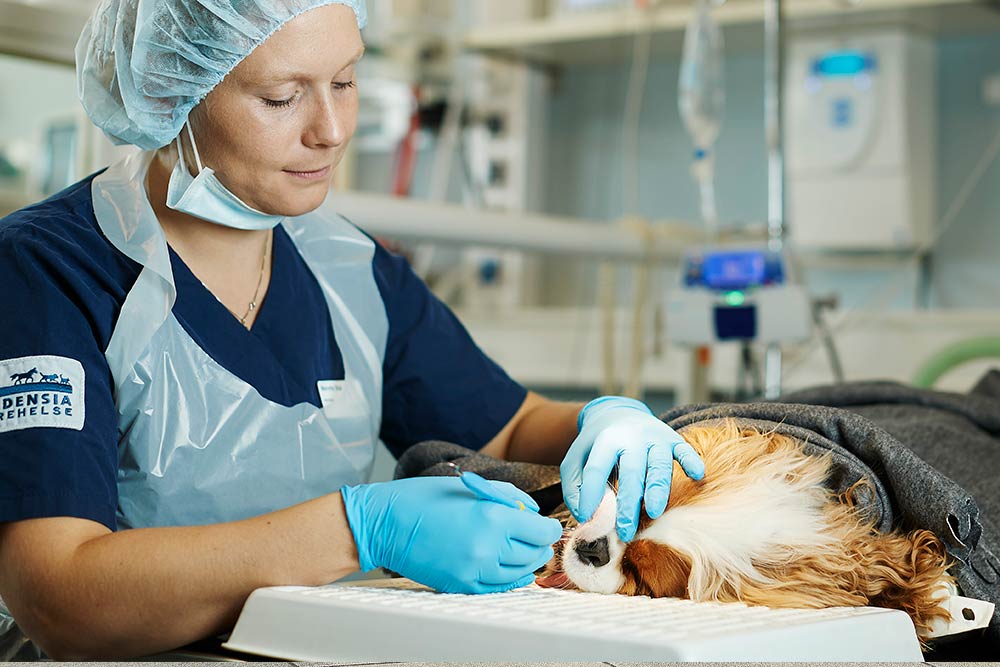 Veterinær utfører tannrens på hund