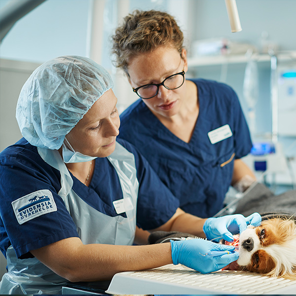 Veterinær og dyrepleier utfører tannrens