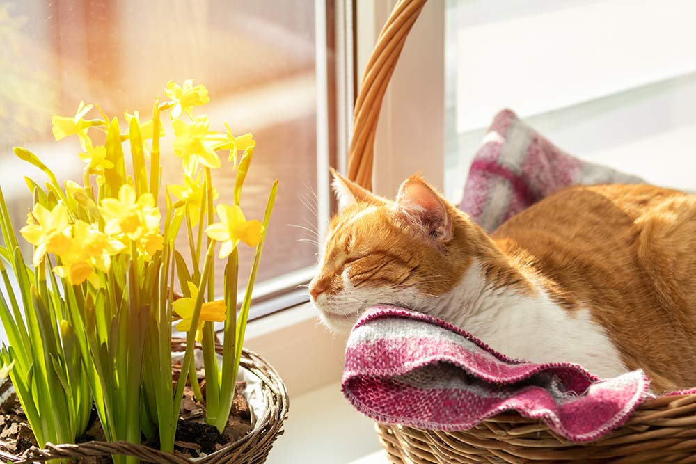 Giftige planter for katt