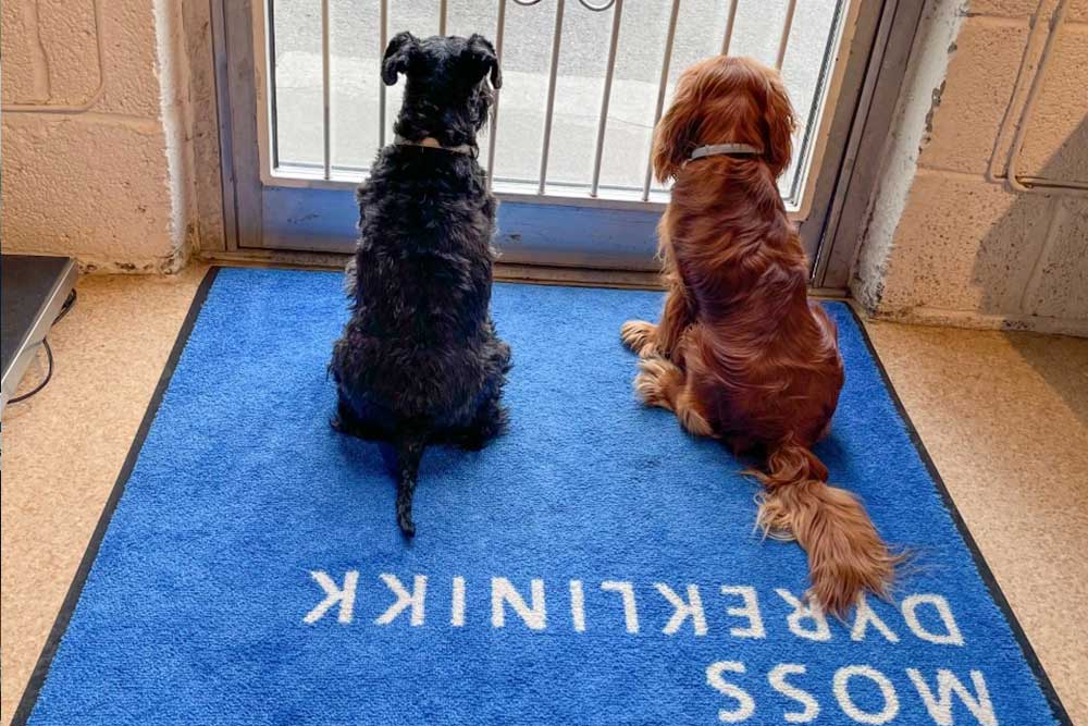To hunder sitter ved døren til Moss dyreklinikk og kikker ut