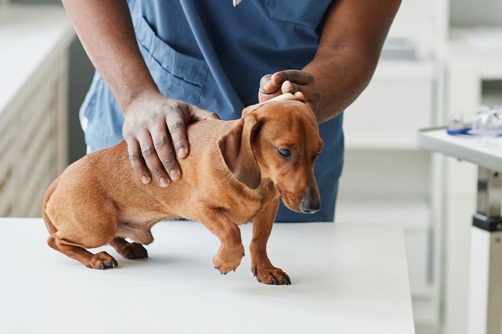 Veterinær undersøker hund for analkjertelbetennelse