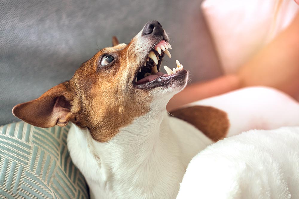 Hund som glefser mot eier