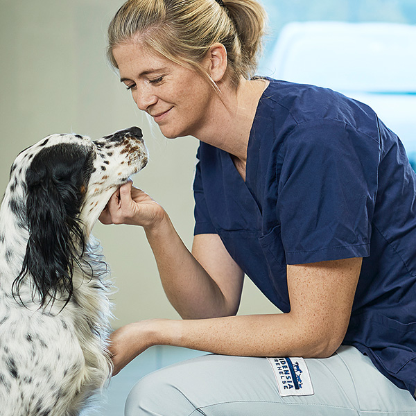 Veterinær koser med hund Evidensia Fana