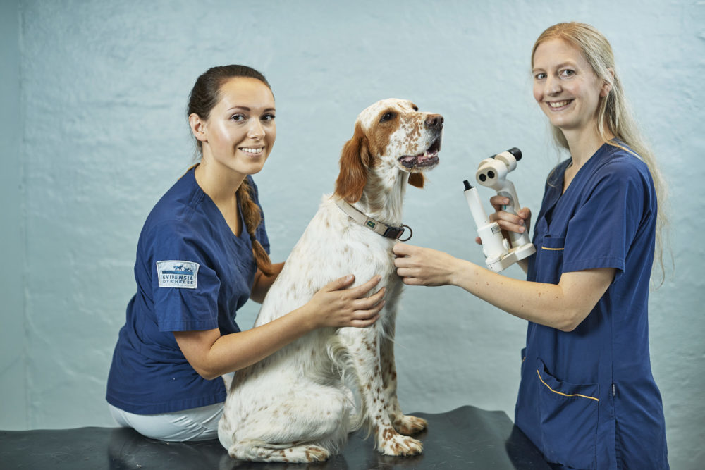 Veterinær og dyrepleier gjør øyelysing av hund