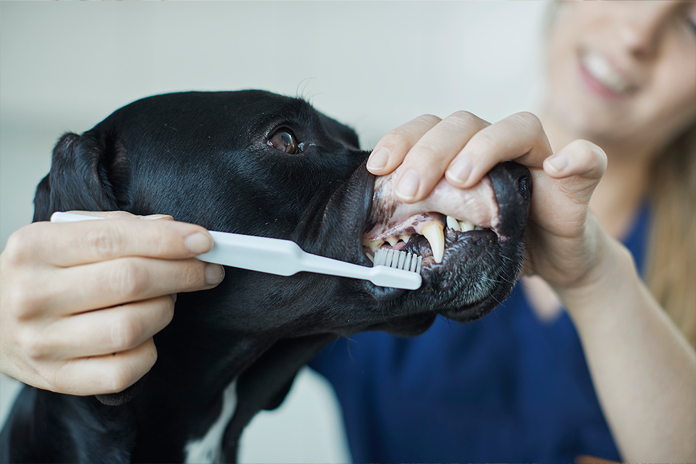 Pusse tenner på hund hver dag kan forhindre tannproblemer