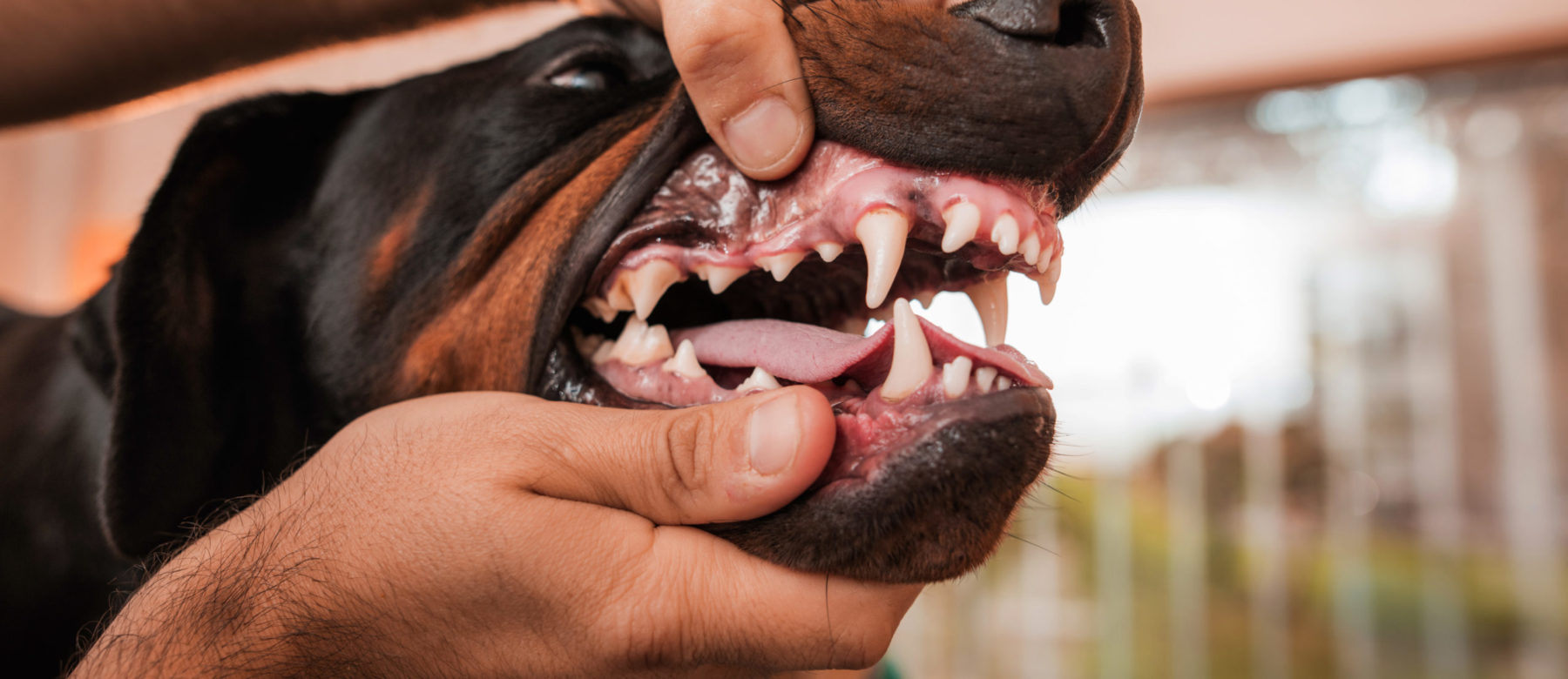 Evidensias tannskole for hund - avsnitt 4