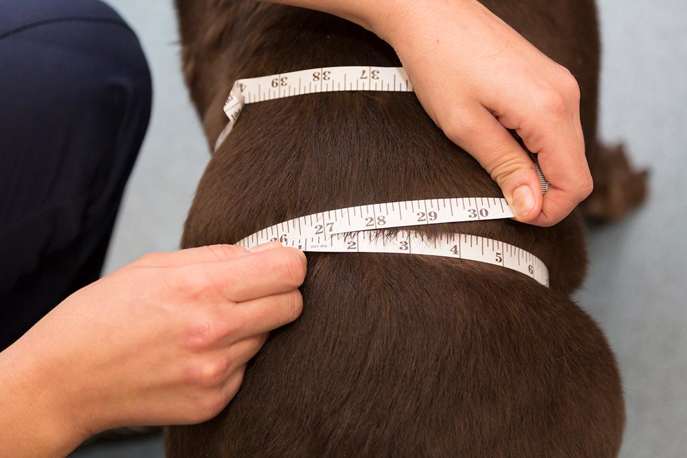 Dyrepleier måler omkretsen rundt magen på hund