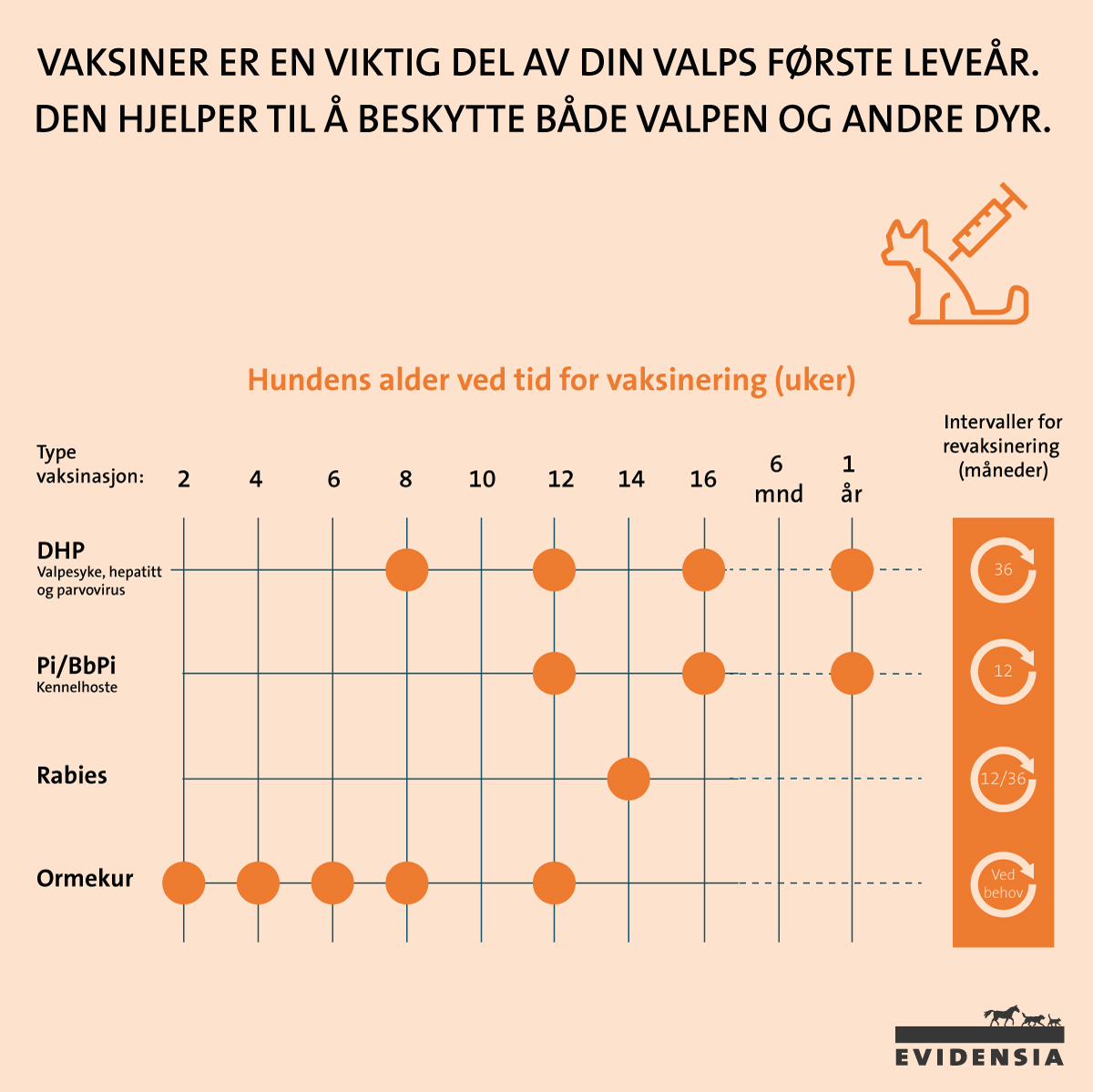 Tabell som viser intervall for vaksine og ormekur av hund