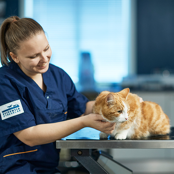 Dyrepleier hos Evidensia koser med en katt
