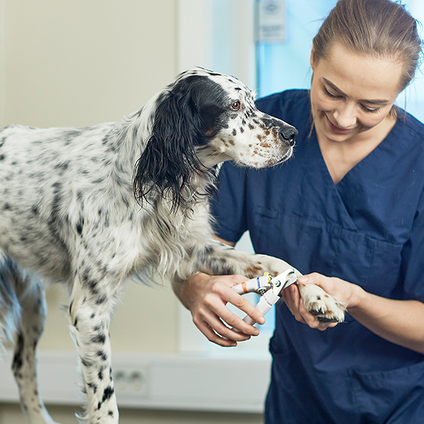 Evidensia Sandefjord Dyreklinikk - Din Dyreklinikk i Vestfold