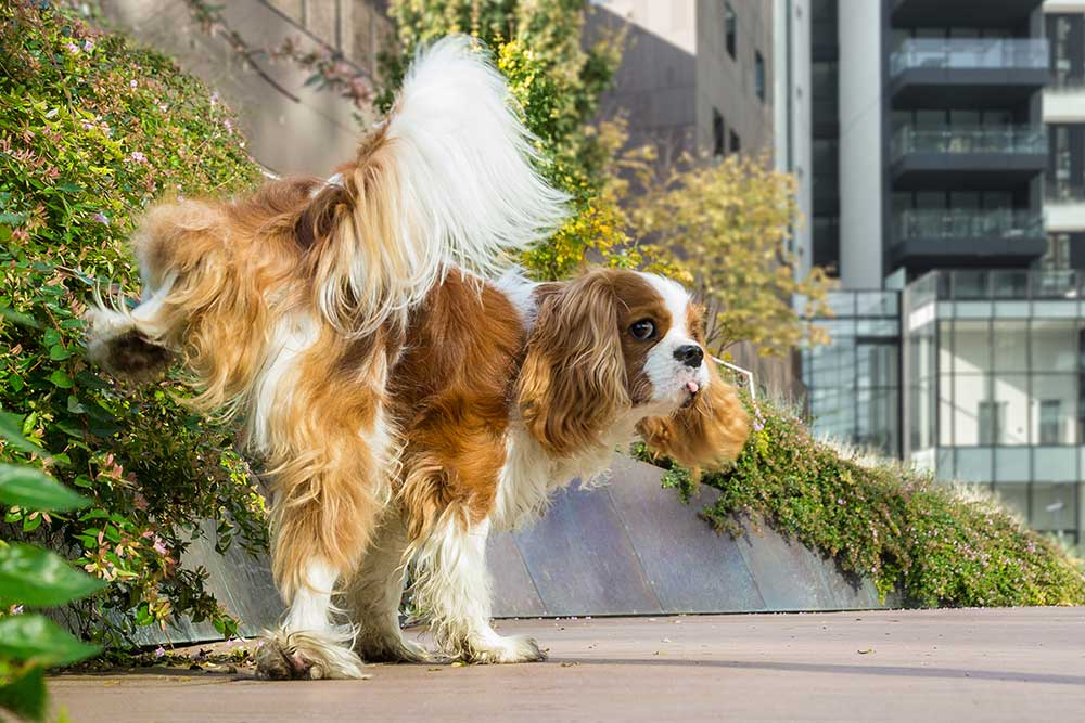 Urinveisinfeksjon hund | Evidensia Dyrehelse