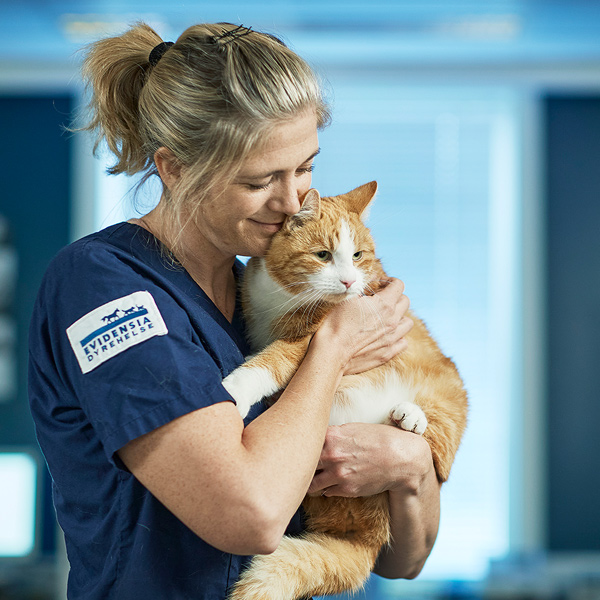 Veterinær koser med katt og gir trygghet
