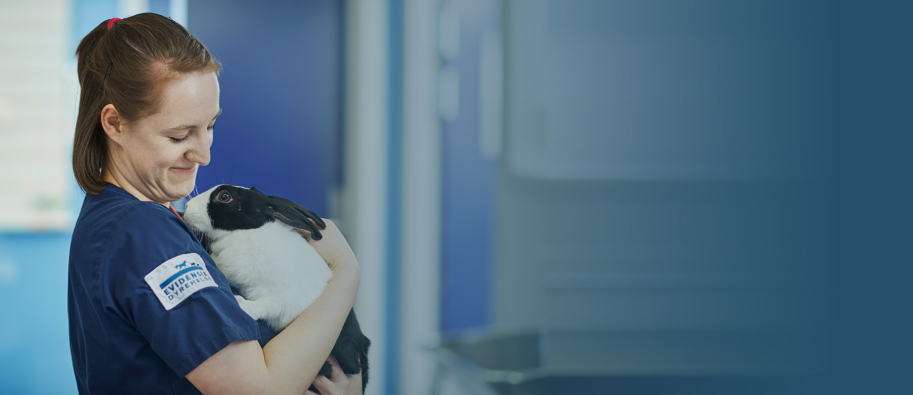 Veterinær holder kanin i armene
