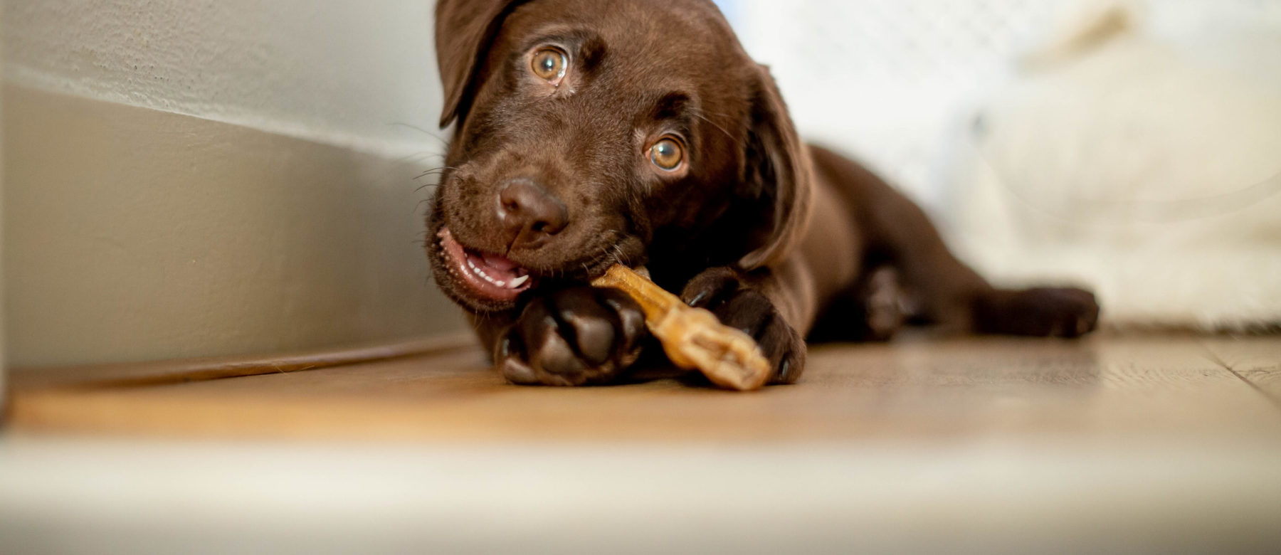Evidensias tannskole for hund - avsnitt 6