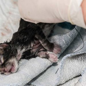 Fødselskomplikasjoner og keisersnitt hos katt