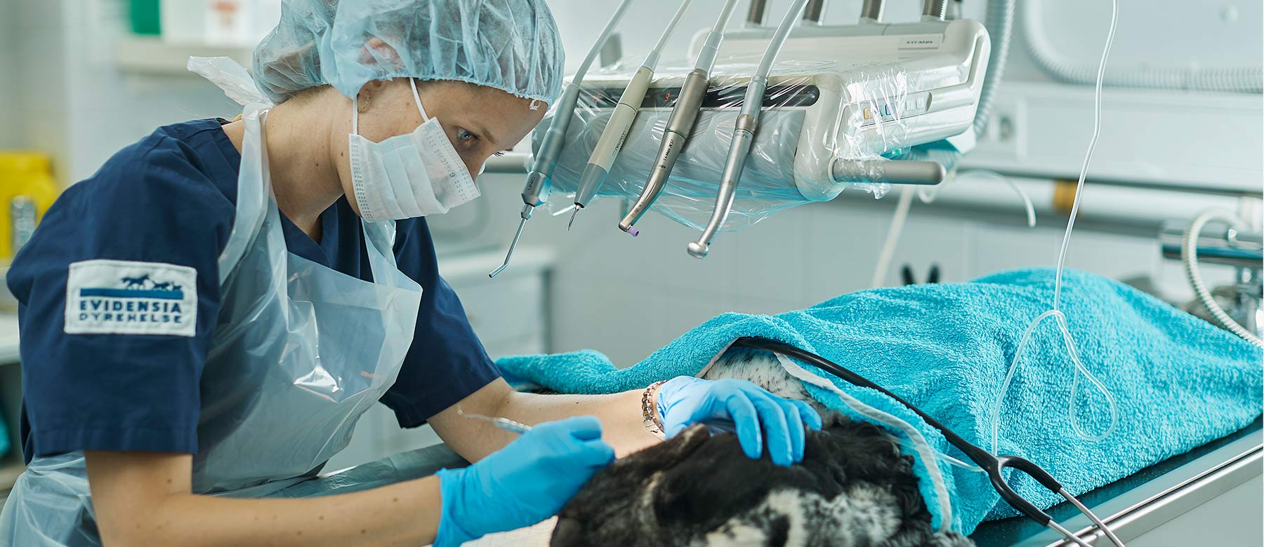 Veterinær opererer et sykt kjæledyr