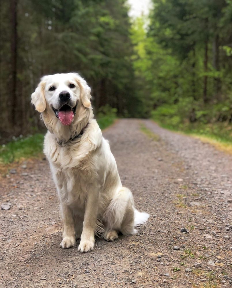 Varm asfalt kan skade potene til hunden