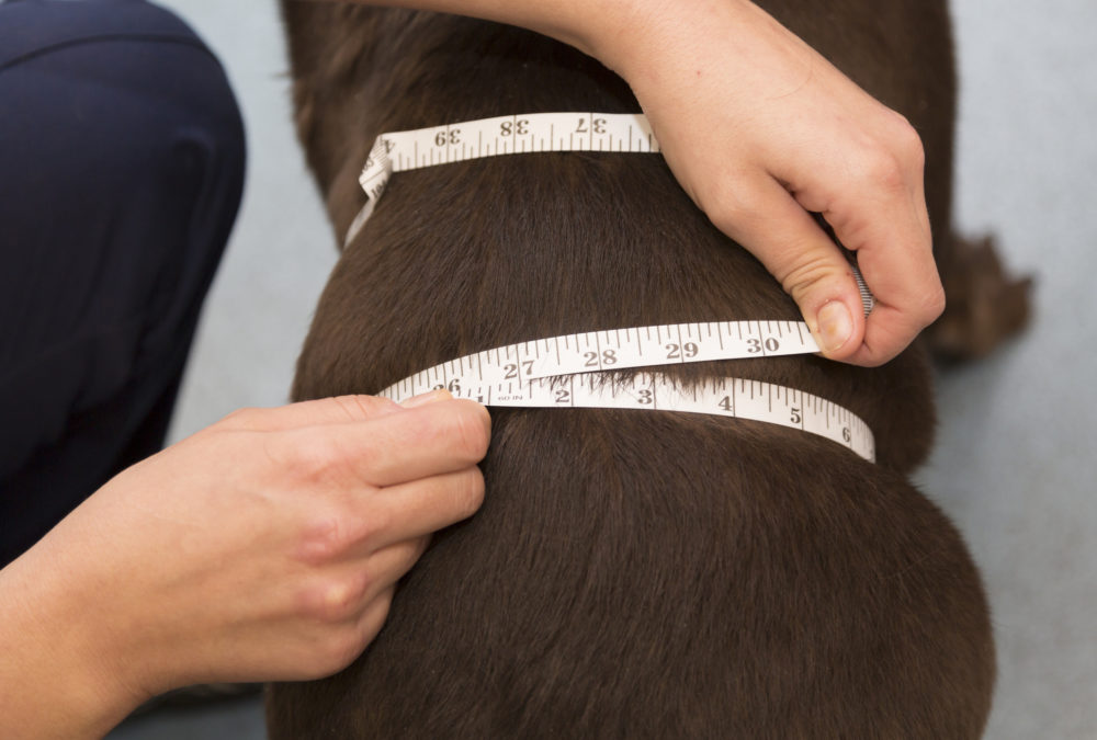 Overvekt hos hund