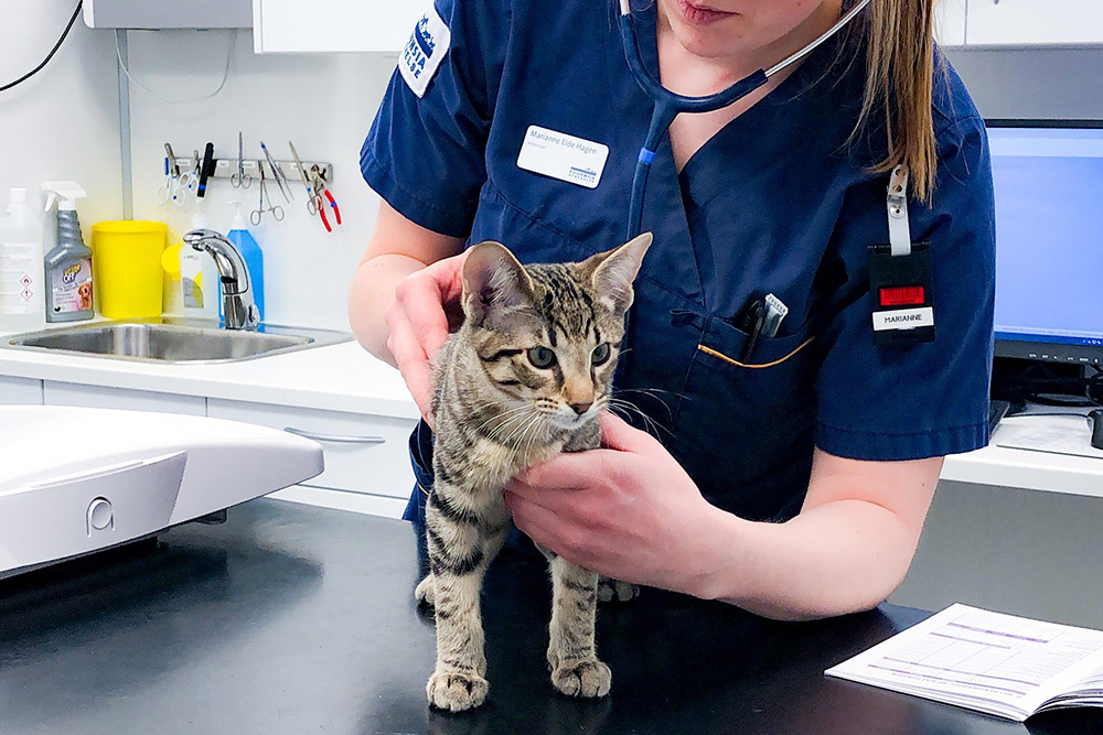 Veterinær lytter til hjerteslag på katt