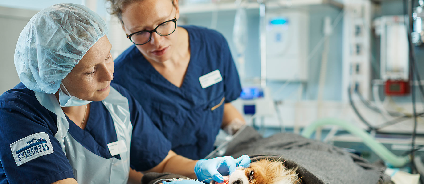 Veterinær og dyrepleier utfører tannrens