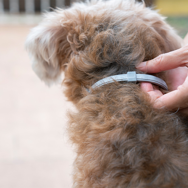 Flåtthalsbånd er et effektivt og forebyggende middel for hund