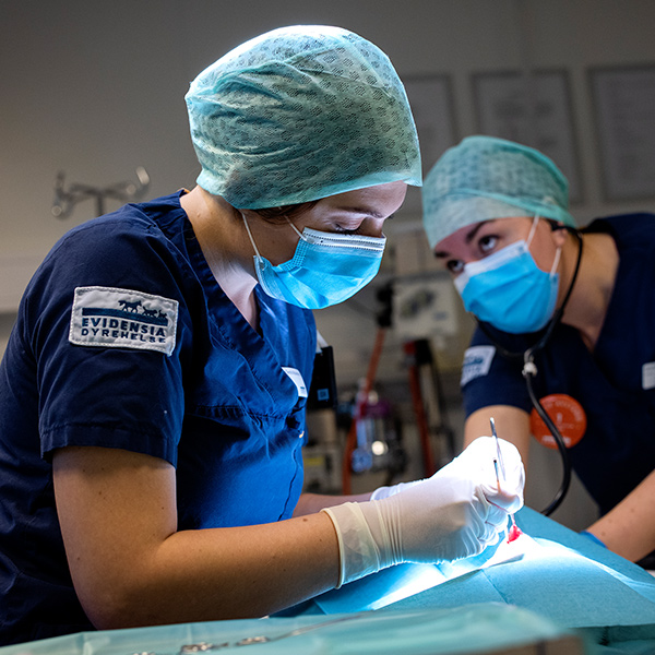 Operasjon utført ved Evidensia dyreklinikk etter henvisning fra en annen klinikk
