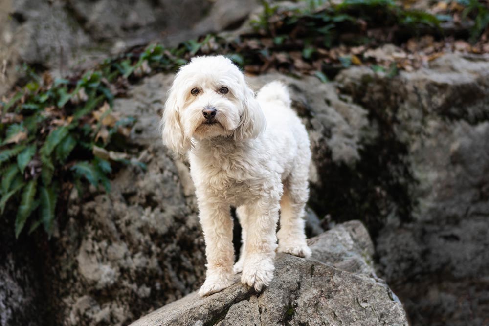 Mental aktivisering av hund – konkrete ideer