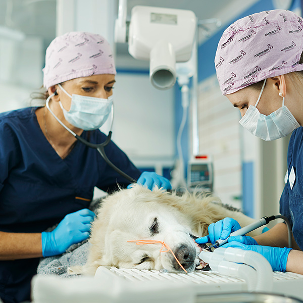 Veterinær og dyrepleier gir tannrens til hund