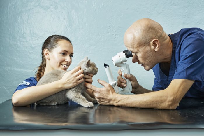 Veterinær utfører øyelysing på katt