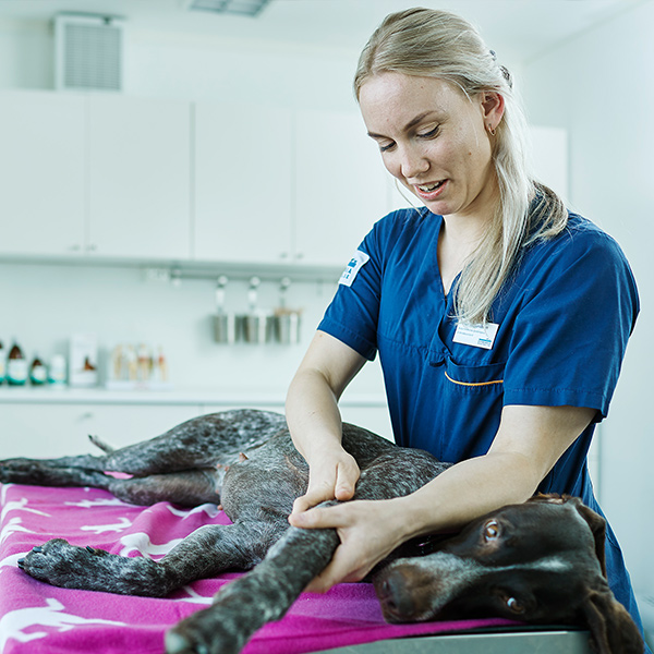 Evidensia Vestfold Dyrehospital er en moderne og velutstyrt dyreklinikk i Tønsberg.