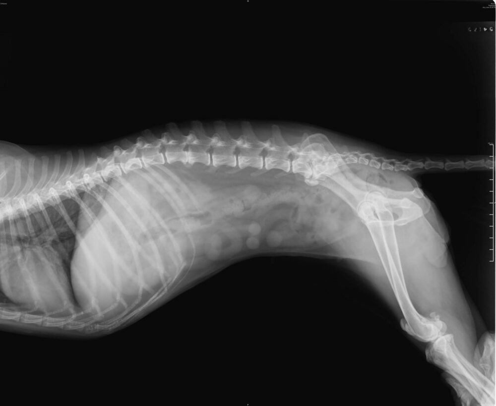 Røntgenbilde av buken for å se etter fremmedlegeme hos hund