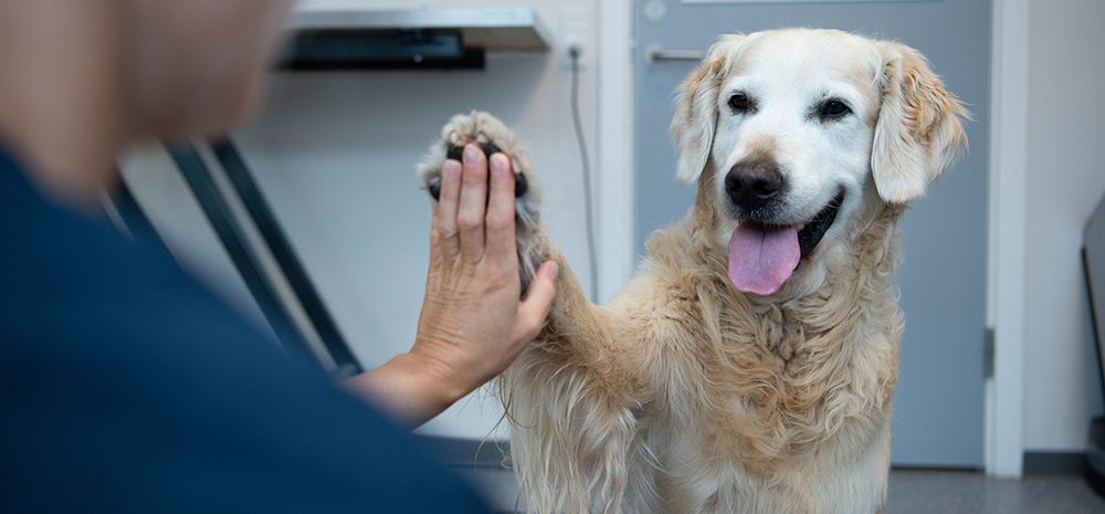 I Oslo har vi både små dyreklinikker og et stort dyresykehus med veterinær på vakt 24 timer i døgnet, hele året.