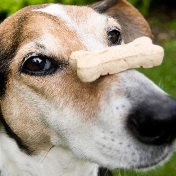 På evidensia.no bruker vi informasjonskapsler (cookies)