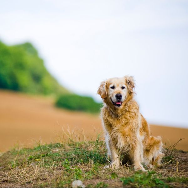 Eldre Golden Retriever ute i naturen