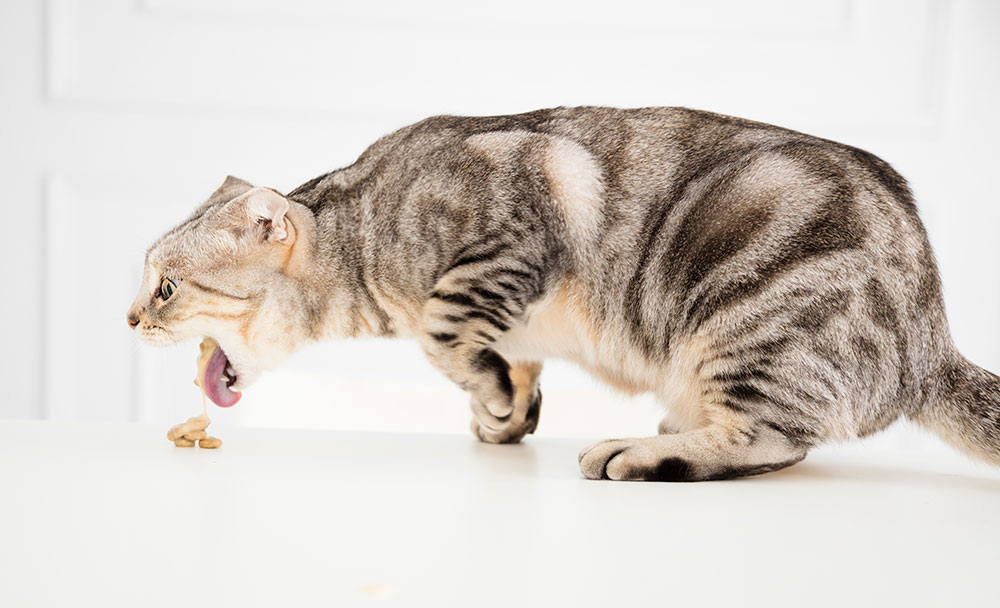 Oppkast hos katt – hva kan årsaken være?